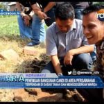Penemuan Bangunan Candi Di Area Persawahan