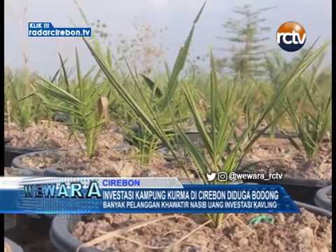 Investasi Kampung Kurma Di Cirebon Diduga Bodong
