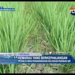 Kemarau Yang Berkepanjangan