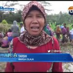 Warga Cilaja Berebut Ikan Di Kolam