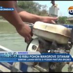 10 Ribu Pohon Mangrove Ditanam