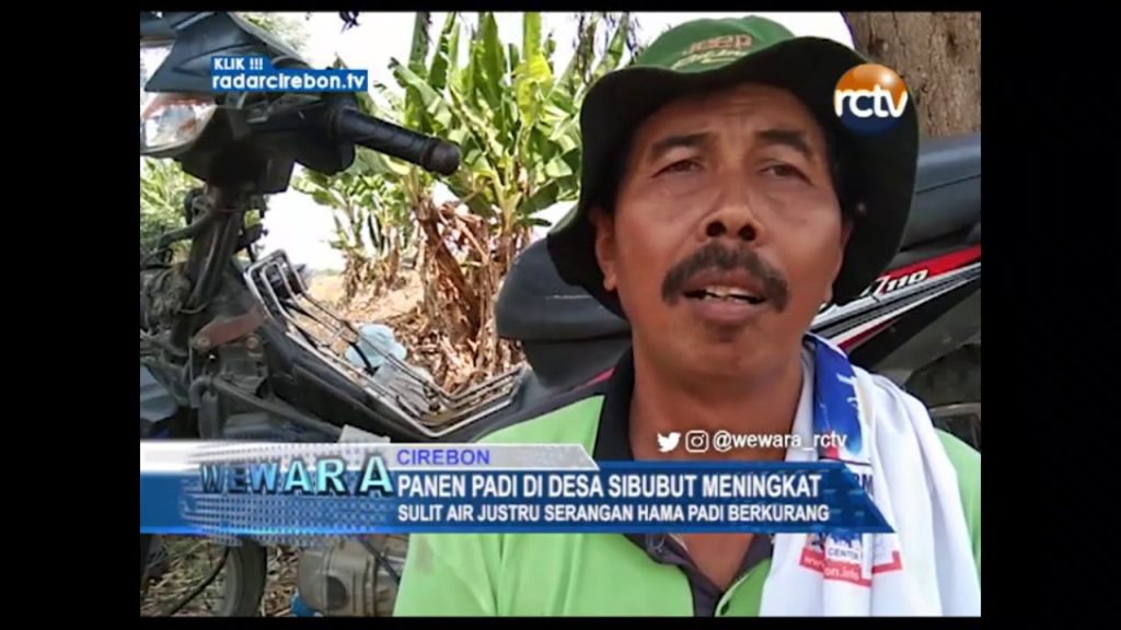 Panen Padi Di Desa Sibubut Meningkat