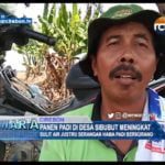 Panen Padi Di Desa Sibubut Meningkat