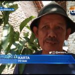 Biaya Pengelolaan Sawah Melonjak