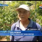 Budidaya Bibit Tanaman Sistem Hidroponik