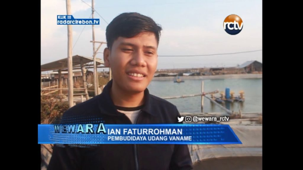 Budidaya Udang Vaname Beromset Ratusan Juta