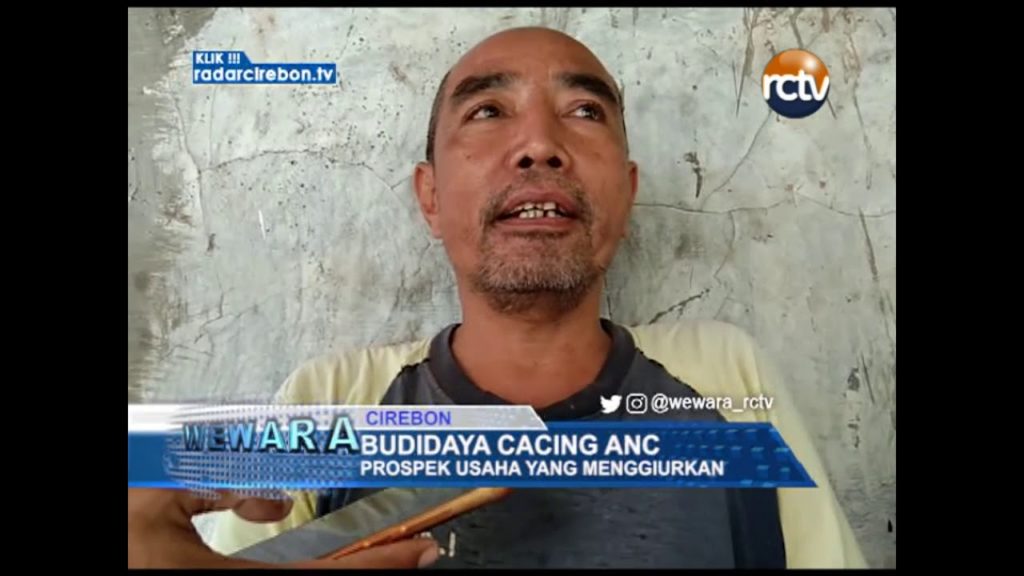 Budidaya Cacing ANC