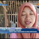 Bisnis Cicak, Usaha Yang Terus Eksis Di Desa Kertasura