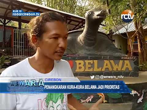 Penangkaran Kura-Kura Belawa Jadi Prioritas