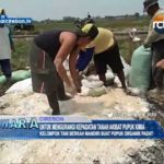 Untuk Mengurangi Kepadatan Tanah Akibat Pupuk Kimia