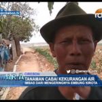 Tanaman Cabai Kekurangan Air