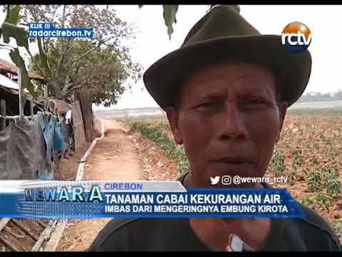 Tanaman Cabai Kekurangan Air