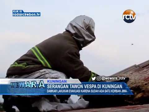 Serangan Tawon Vespa Di Kuningan