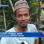 Budidaya Jangkrik Alam