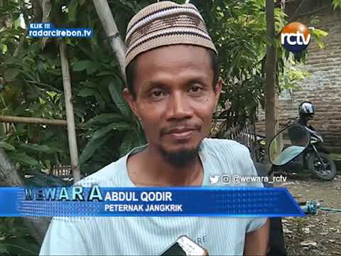 Budidaya Jangkrik Alam