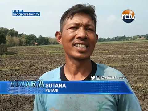 Petani Di Gintung Kidul Sebar Benih Padi Basah