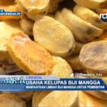 Usaha Kelupas Biji Mangga