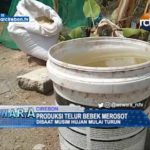 Produksi Telur Bebek Merosot
