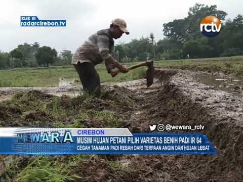 Musim Hujan Petani Pilih Varietas Benih Padi IR 64