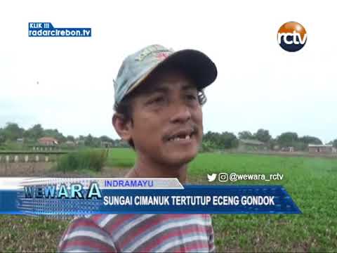 Sungai Cimanuk Tertutup Eceng Gondok