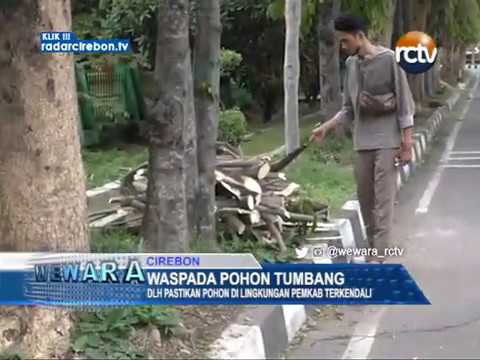 DLH Pastikan Pohon Di Lingkungan Pemkab Terkendali
