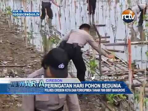 Polres Cirebon Kota Dan Forkopimda Tanam 7000 Bibit Mangrove