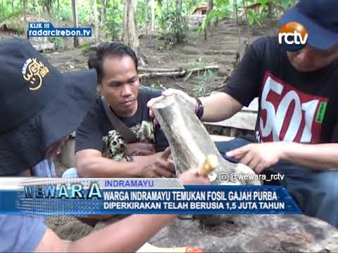 Warga Indramayu Temukan Fosil Gajah Purba