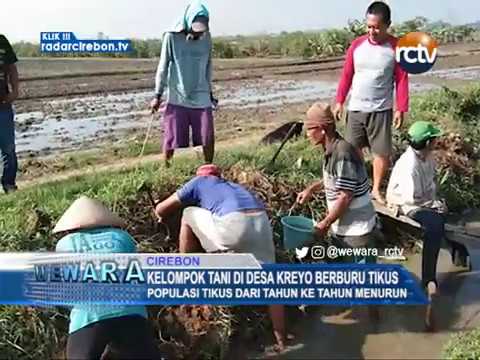 Kelompok Tani Di Desa Kreyo Berburu Tikus