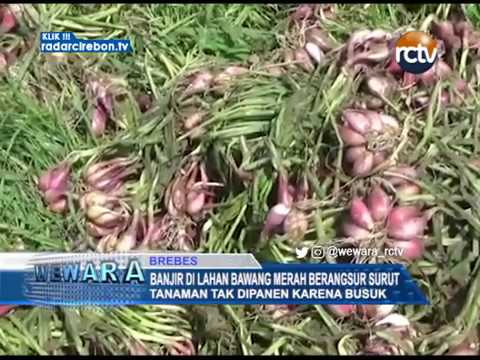 Banjir Di Lahan Bawang Merah Berangsur Surut