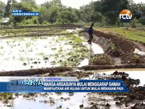 Warga Argasunya Mulai Menggarap Sawah