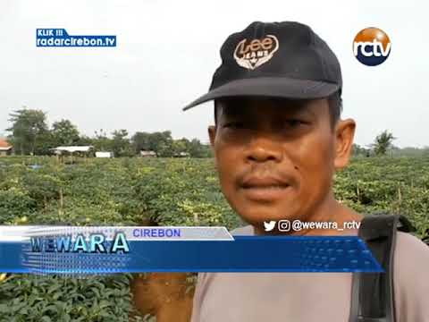 Tanaman Cabai Busuk Diakibatkan Serangan Hama