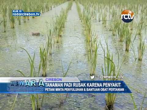 Tanaman Padi Rusak Karena Penyakit