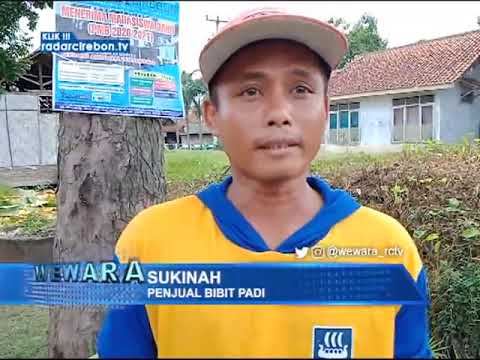 Penjual Bibit Tanaman Padi Dadakan