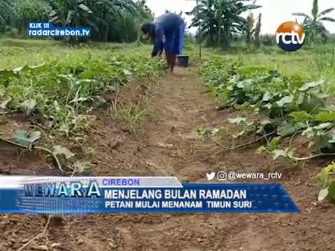 Jelang Ramadan Petani Mulai Menanam Timun Suri