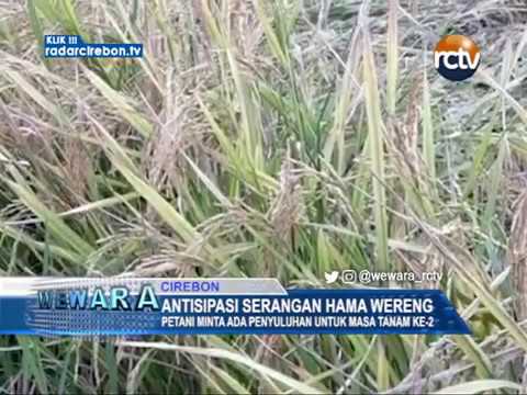 Petani Minta Ada Penyuluhan Untuk Masa Tanam Ke-2