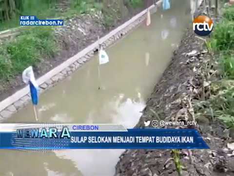 Sulap Selokan Menjadi Tempat Budidaya Ikan