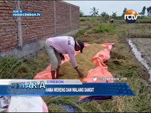 Hama Wereng Dan Walang Sangit Serang Tanaman Padi