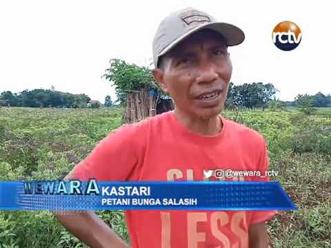 Panen Raya Bunga Salasih Jelang Lebaran