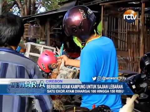 Berburu Ayam Kampung Untuk Sajian Lebaran