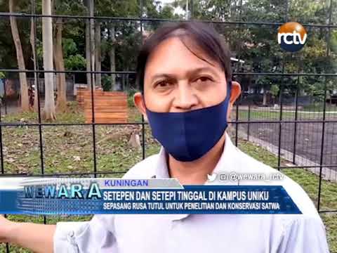 Setepen Dan Setepi Tinggal Di Kampus Uniku