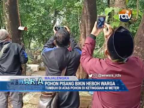 Pohon Pisang Bikin Heboh Warga