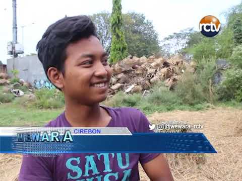 Sapi Impor Untuk Berkurban