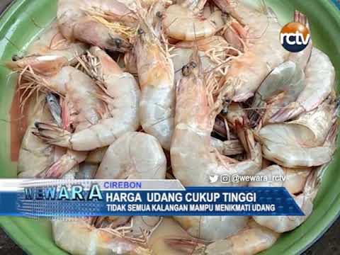 Harga Udang Cukup Tinggi