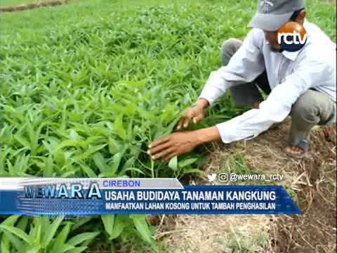 Usaha Budidaya Tanaman Kangkung