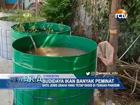 Budidaya Ikan Banyak Peminat, Satu Jenis Usaha Yang Tetap Eksis Di Tengah Pandemi