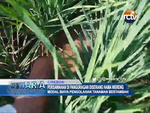 Persawahan Di Panguragan Diserang Hama Wereng