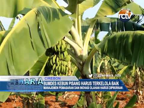 Bumdes Kebun Pisang Harus Terkelola Baik