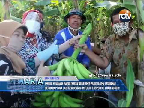 Perkuat Ketahanan Pangan Dengan Tanam Pohon Pisang di Areal Pesawahan