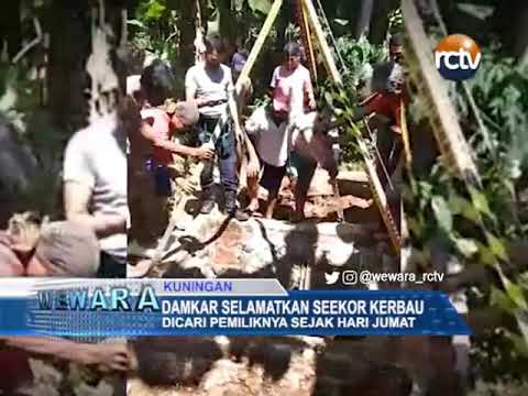 Damkar Selamatkan Seekor Kerbau