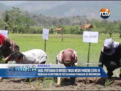 Hasil Pertanian di Brebes Tinggi Meski Pandemi Covid-19